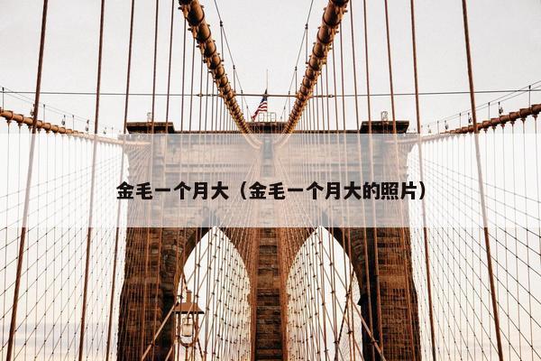 金毛一个月大（金毛一个月大的照片）