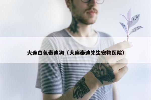 大连白色泰迪狗（大连泰迪先生宠物医院）