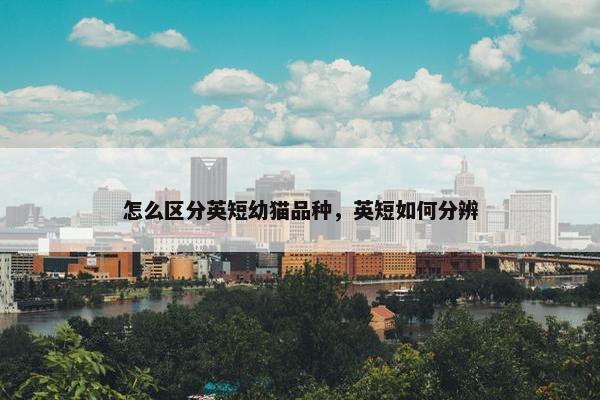 怎么区分英短幼猫品种，英短如何分辨