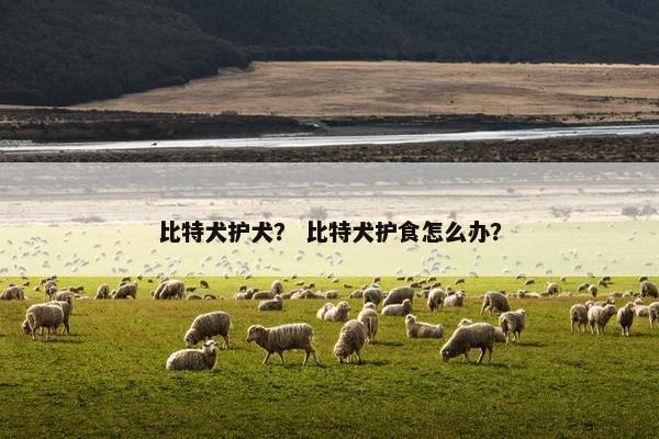 比特犬护犬？ 比特犬护食怎么办？