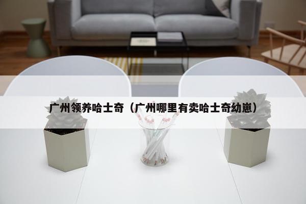 广州领养哈士奇（广州哪里有卖哈士奇幼崽）