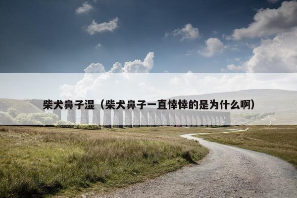 柴犬鼻子湿(柴犬鼻子一直悻悻的是为什么啊)