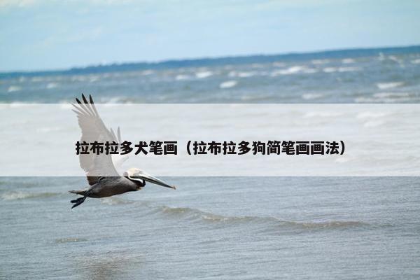 拉布拉多犬笔画(拉布拉多狗简笔画画法)