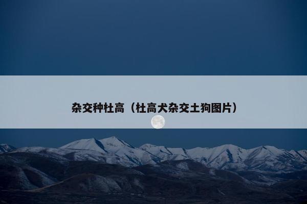 杂交种杜高（杜高犬杂交土狗图片）
