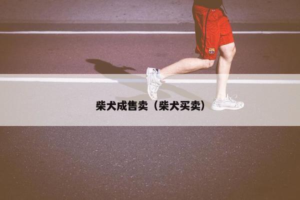 柴犬成售卖（柴犬买卖）