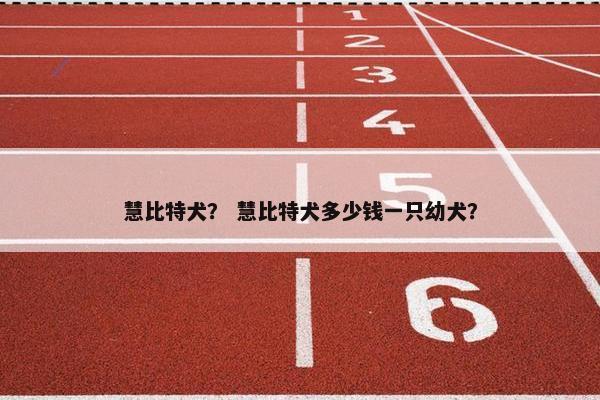 慧比特犬? 慧比特犬多少钱一只幼犬?