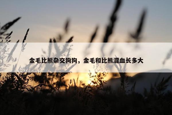 金毛比熊杂交狗狗，金毛和比熊混血长多大