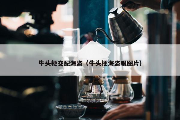 牛头梗交配海盗（牛头梗海盗眼图片）