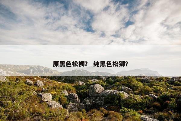 原黑色松狮？ 纯黑色松狮？