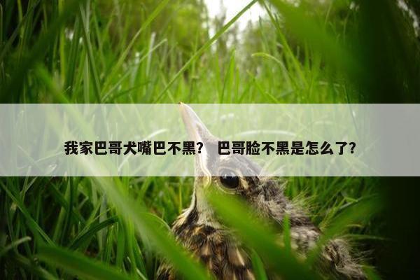 我家巴哥犬嘴巴不黑? 巴哥脸不黑是怎么了?