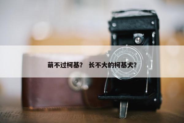 萌不过柯基? 长不大的柯基犬?