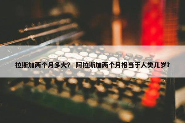 拉斯加两个月多大? 阿拉斯加两个月相当于人类几岁?