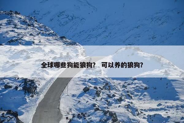 全球哪些狗能狼狗？ 可以养的狼狗？