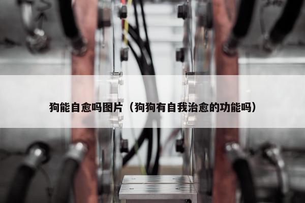 狗能自愈吗图片(狗狗有自我治愈的功能吗)