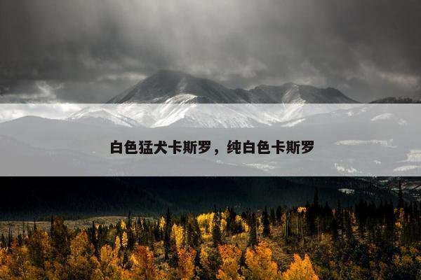 白色猛犬卡斯罗，纯白色卡斯罗