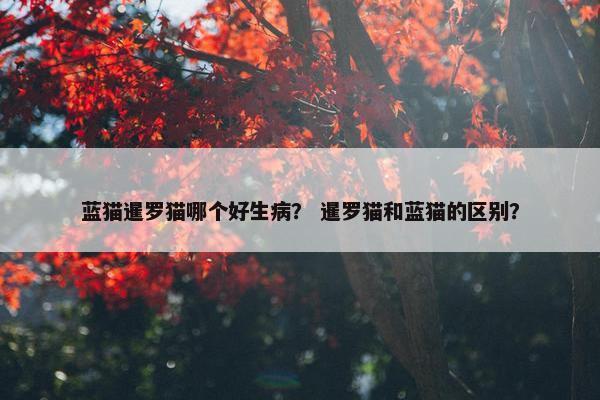 蓝猫暹罗猫哪个好生病? 暹罗猫和蓝猫的区别?