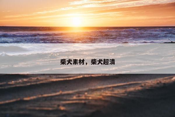 柴犬素材,柴犬超清
