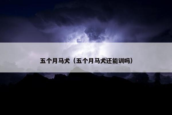 五个月马犬(五个月马犬还能训吗)