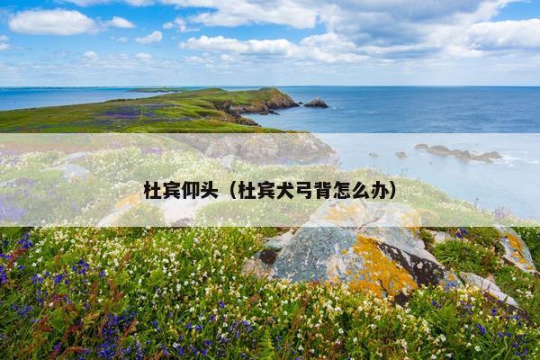 杜宾仰头（杜宾犬弓背怎么办）