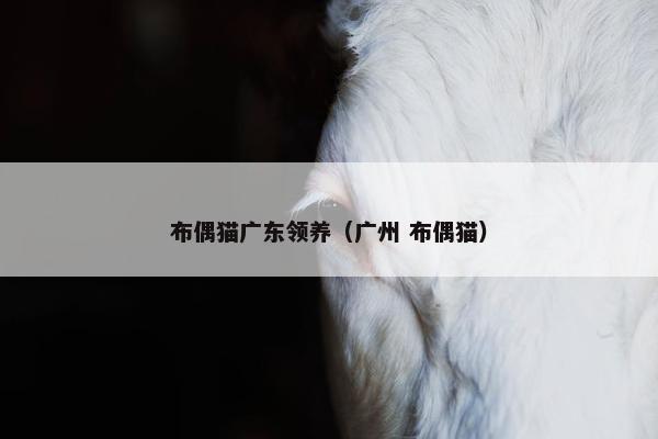 布偶猫广东领养(广州 布偶猫)