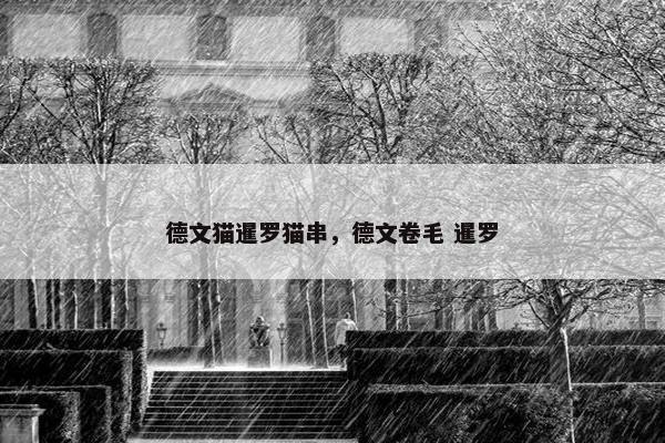 德文猫暹罗猫串，德文卷毛 暹罗