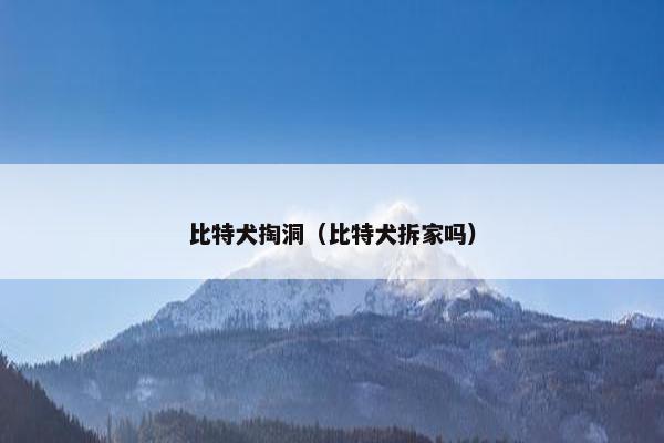 比特犬掏洞(比特犬拆家吗)