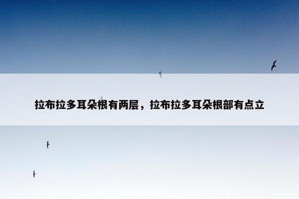 拉布拉多耳朵根有两层，拉布拉多耳朵根部有点立