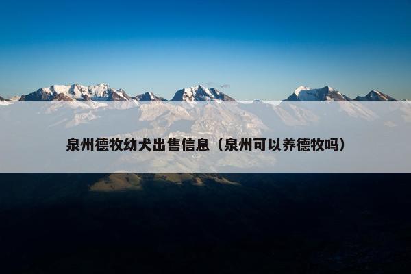 泉州德牧幼犬出售信息（泉州可以养德牧吗）