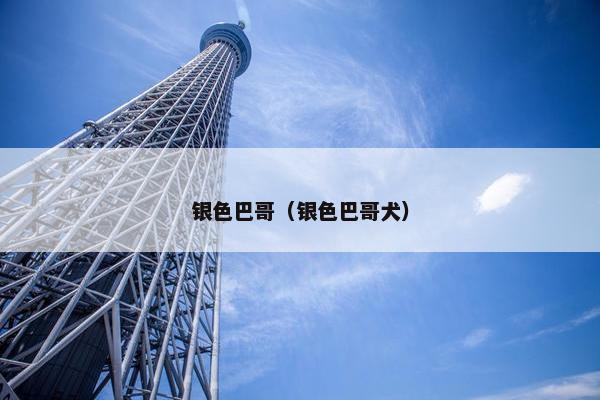 银色巴哥（银色巴哥犬）