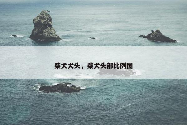 柴犬犬头，柴犬头部比例图