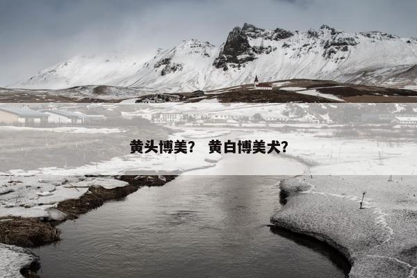 黄头博美？ 黄白博美犬？