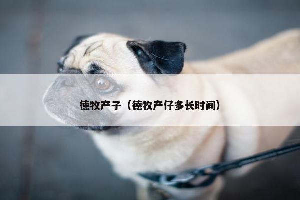 德牧产子（德牧产仔多长时间）