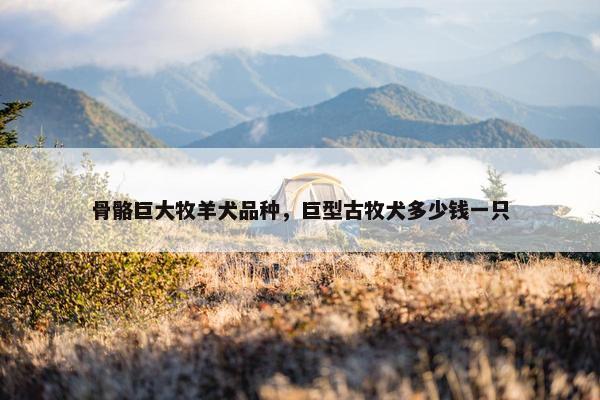 骨骼巨大牧羊犬品种，巨型古牧犬多少钱一只