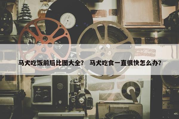 马犬吃饭前后比图大全？ 马犬吃食一直很快怎么办？