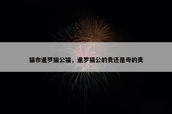 猫市暹罗猫公猫，暹罗猫公的贵还是母的贵