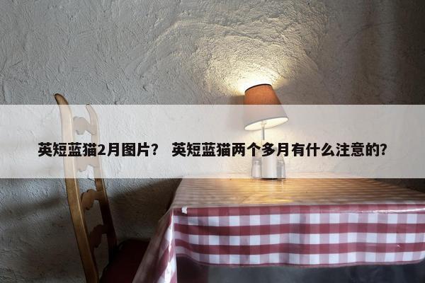 英短蓝猫2月图片？ 英短蓝猫两个多月有什么注意的？