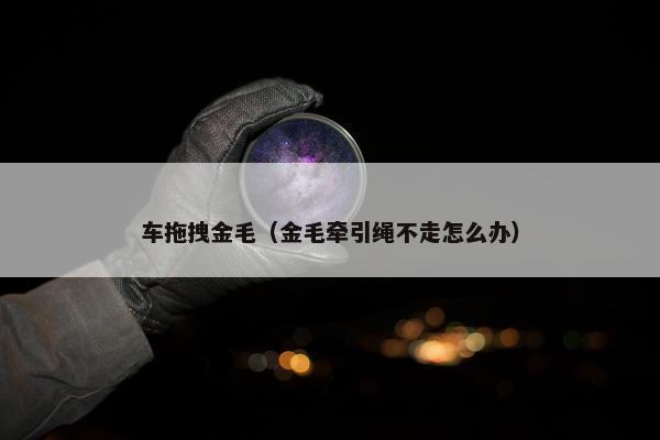 车拖拽金毛(金毛牵引绳不走怎么办)