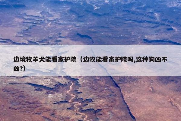 边境牧羊犬能看家护院（边牧能看家护院吗,这种狗凶不凶?）