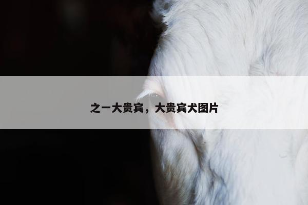 之一大贵宾，大贵宾犬图片