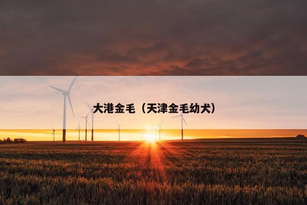 大港金毛（天津金毛幼犬）