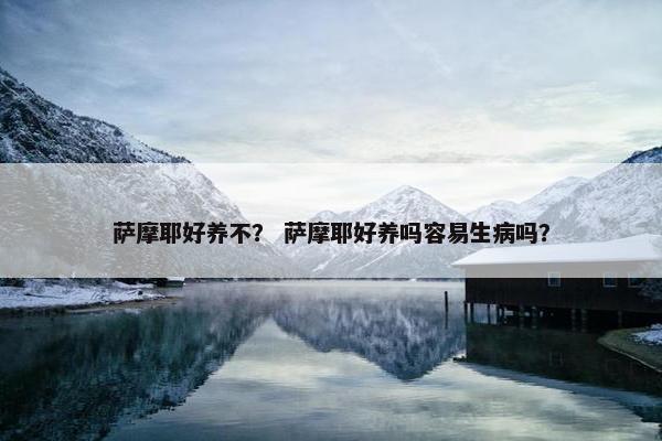 萨摩耶好养不？ 萨摩耶好养吗容易生病吗？