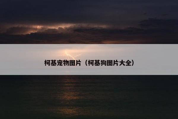 柯基宠物图片（柯基狗图片大全）