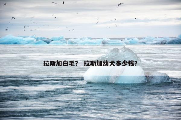 拉斯加白毛? 拉斯加幼犬多少钱?