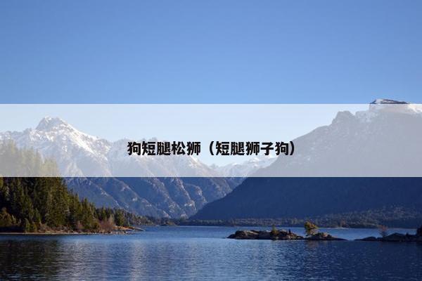 狗短腿松狮（短腿狮子狗）