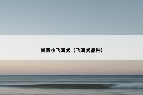 贵宾小飞耳犬（飞耳犬品种）