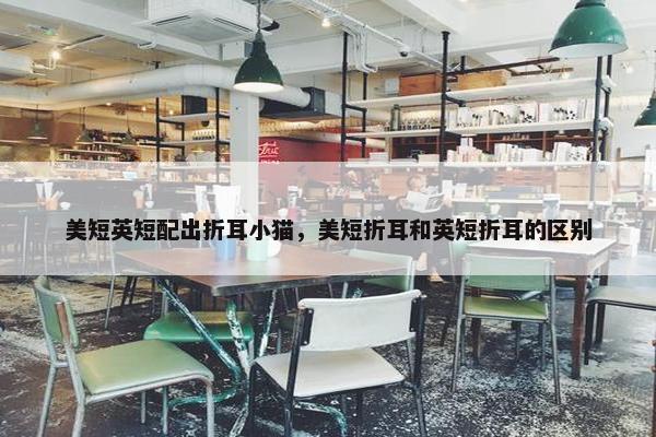 美短英短配出折耳小猫，美短折耳和英短折耳的区别