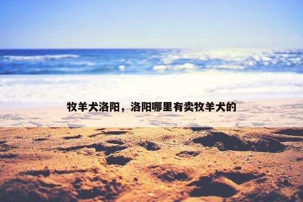 牧羊犬洛阳，洛阳哪里有卖牧羊犬的