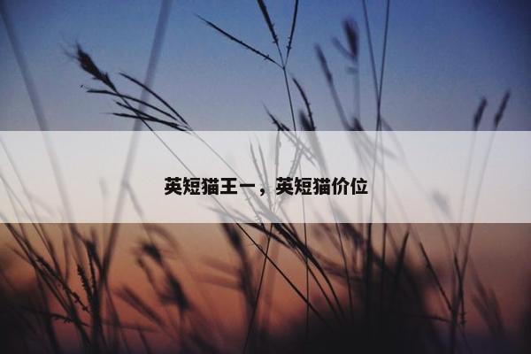 英短猫王一,英短猫价位
