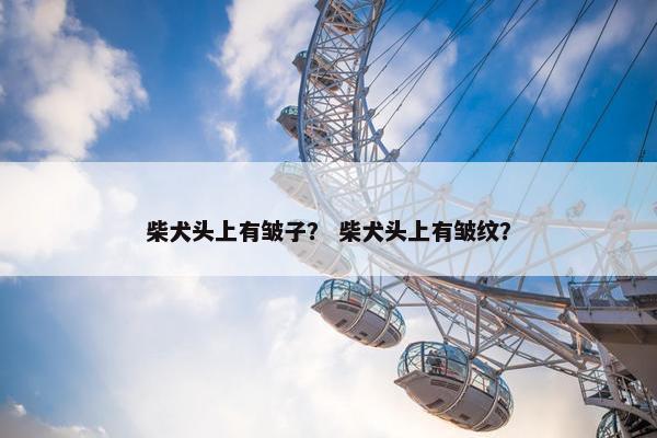 柴犬头上有皱子？ 柴犬头上有皱纹？