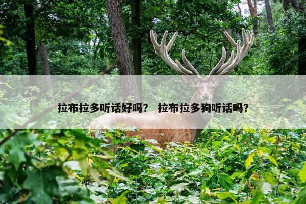 拉布拉多听话好吗？ 拉布拉多狗听话吗？